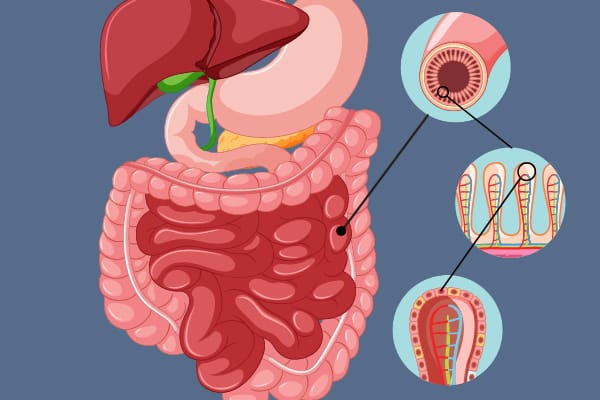 Gastrointestinal